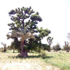 BAOBAB tree with DATE PALM tree sharing the same root.