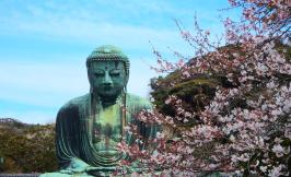 buddha statue with cherry blossoms