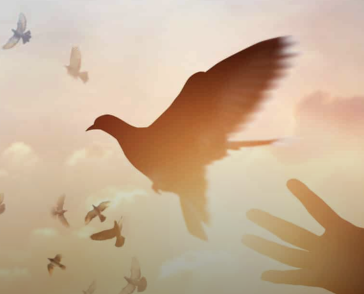 doves being released into dawning light
