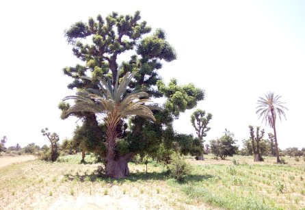 BAOBAB tree with DATE PALM tree sharing the same root.