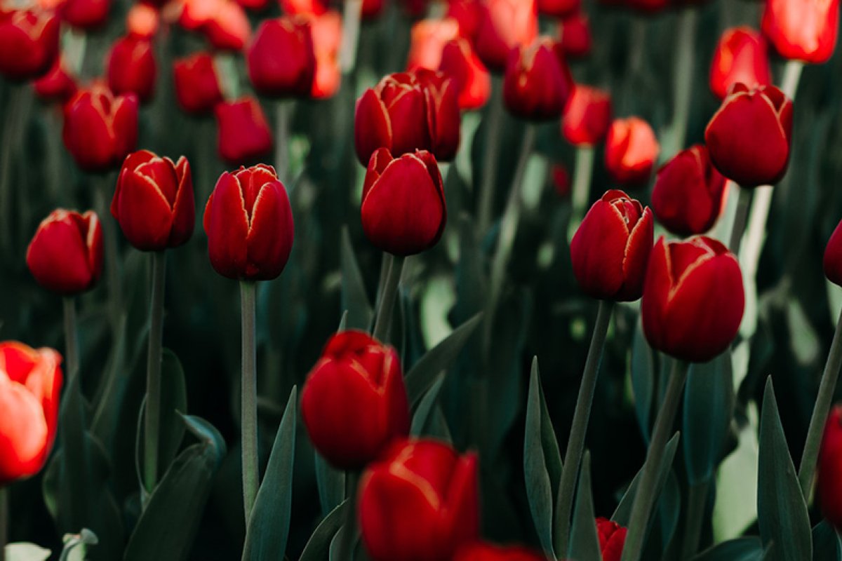 A field of red tulips with green stems