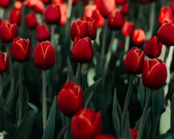 A field of red tulips with green stems